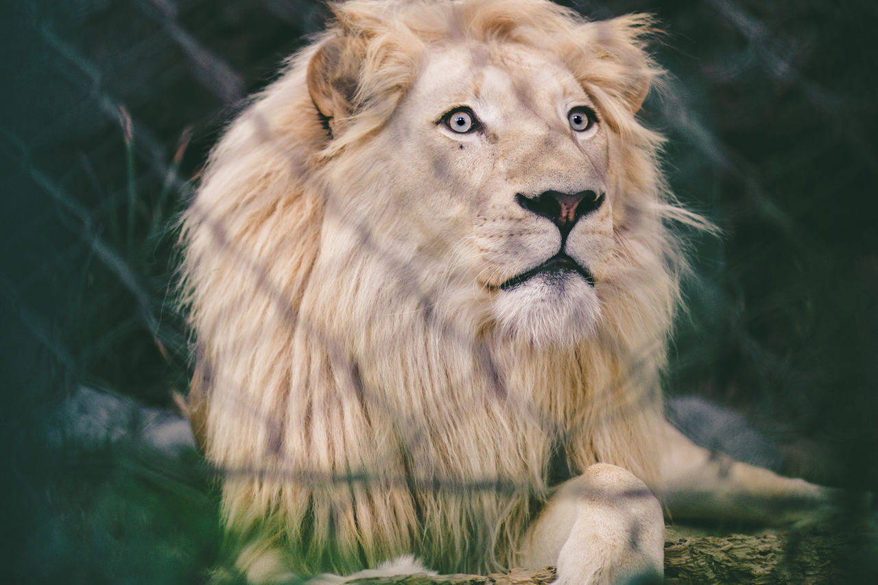 animal, animal themes, animal wildlife, one animal, mammal, feline, lion - feline, animals in the wild, cat, vertebrate, carnivora, looking away, looking, day, no people, nature, big cat, focus on foreground, land, outdoors, animal head