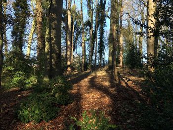 Trees in forest