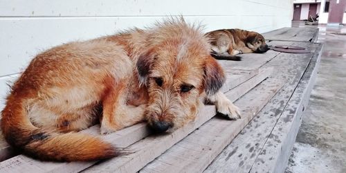 Dog sleeping on floor