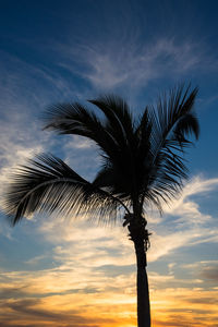 Low angle view of palm tree against sky