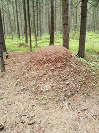 Trees in forest