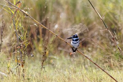 Close-up of bird perching on a field