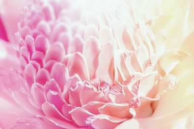 Close-up of pink rose flower