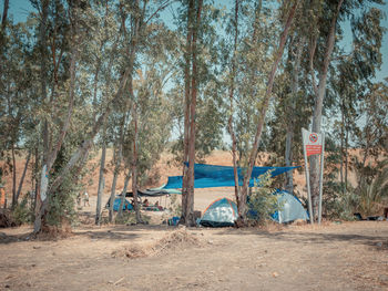 View of trees by the road