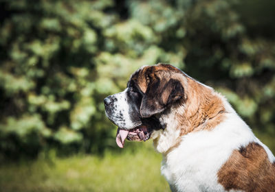 Close-up of a dog looking away