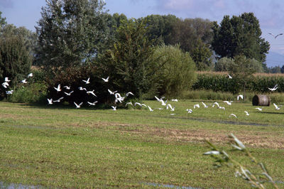 Bird flying over grassy field