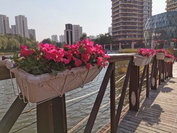 Close-up of pink flowering plants by railing against buildings