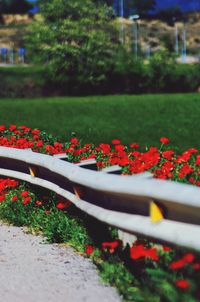 Close-up of plant growing on plant