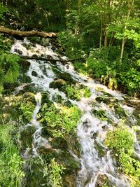 Scenic view of waterfall in forest