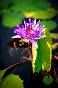 Close-up of lotus water lily