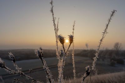 Close-up of frozen plants on field against sky during sunset