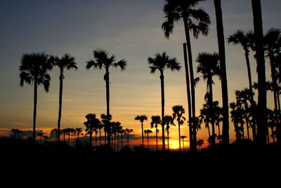 Silhouette palm trees against sky during sunset