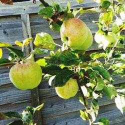 Close-up of apples on table