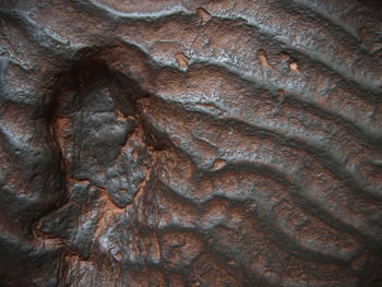 Full frame shot of lizard on rock