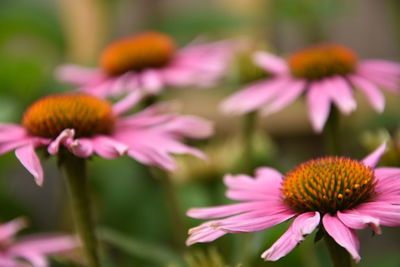 Close-up of pink flowering plant