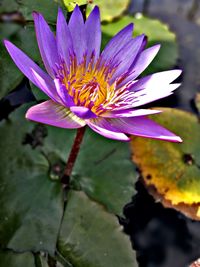 Close-up of lotus water lily blooming outdoors