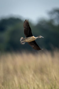 Bird flying over field