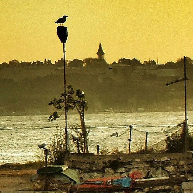 building exterior, bird, architecture, built structure, sunset, animal themes, street light, water, animals in the wild, wildlife, sky, sea, city, clear sky, transportation, silhouette, nature, outdoors, flying