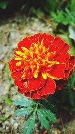 Close-up of red flower blooming outdoors