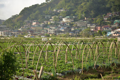 Scenic view of green mountains