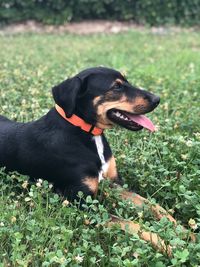 Black dog looking away on field