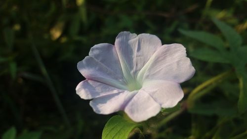 Close-up of white flower blooming outdoors