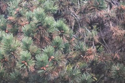 Full frame shot of pine tree