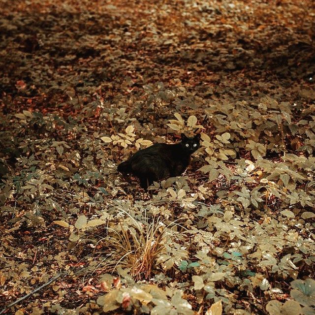 animal themes, high angle view, autumn, dry, nature, field, leaf, fallen, change, dog, one animal, outdoors, stone - object, day, rock - object, no people, domestic animals, season, leaves, tranquility