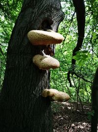 Close-up of mushroom growing on tree trunk
