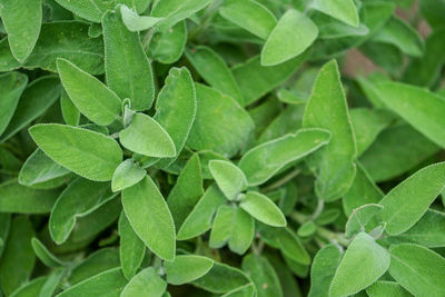 Full frame shot of green leaves