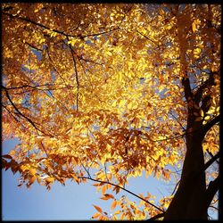 Low angle view of trees