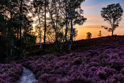 Scenic view of flowering trees on field against sky during sunset