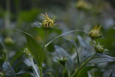 Close-up of flower blooming outdoors