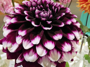 Close-up of pink flowers