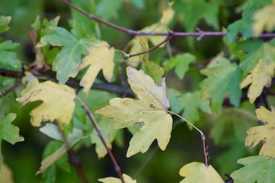 Close-up of autumnal leaves