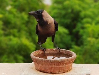 Close-up of bird perching on retaining wall