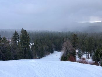 Trees on snow covered land against sky