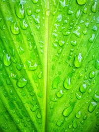 Full frame shot of wet leaf