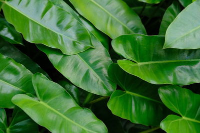 Close up of a fern leaf