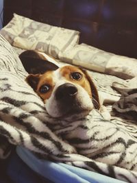 Portrait of dog relaxing on bed at home