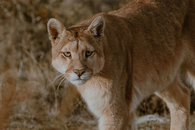 Portrait of mountain lion by plants