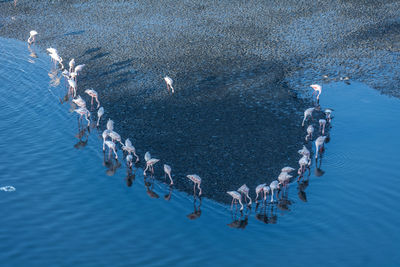 High angle view of flamingos drinking water at beach