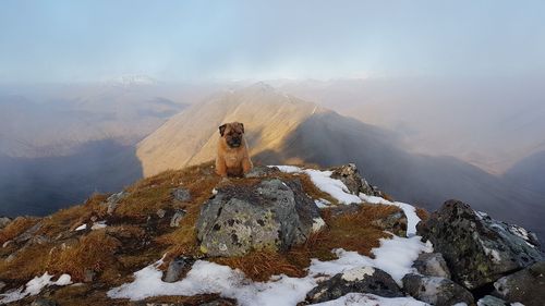 View of an animal on rock