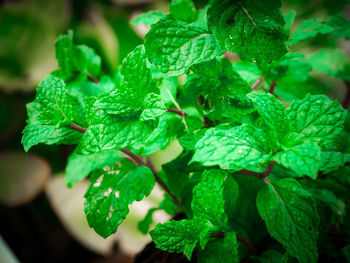 Close-up of raindrops on leaves