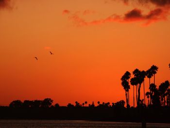 Silhouette birds flying against orange sky