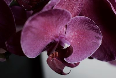 Close-up of flower blooming outdoors