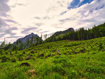 Scenic view of field against sky