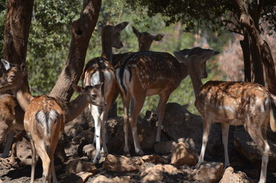 High angle view of deer in forest