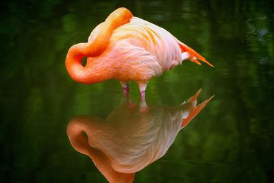 Close-up of duck in water