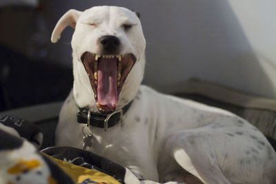 Close-up of a dog